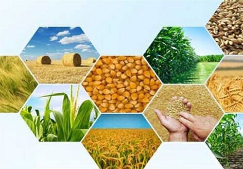 نیرو انسانی، خط مقدم تولید محصولات کشاورزی