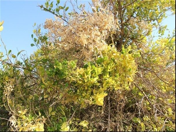 صف‌آرایی پرشین‌لاین بومی در برابر جاروئک/ خط اعتباری مبارزه با جادوگر ابقاء شود