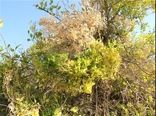 صف‌آرایی پرشین‌لاین بومی در برابر جاروئک/ خط اعتباری مبارزه با جادوگر ابقاء شود