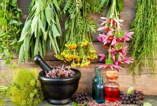 تولید بیش از 290 هزار تن گیاهان دارویی در کشور