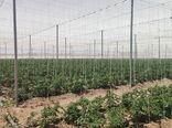 ظرفیت‌های کشاورزی دانش‌بنیان استان قزوین در معرض ارزیابی هیئت تجاری استان واسط عراق
