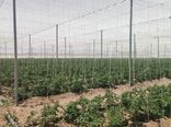 ظرفیت‌های کشاورزی دانش‌بنیان استان قزوین در معرض ارزیابی هیئت تجاری استان واسط عراق