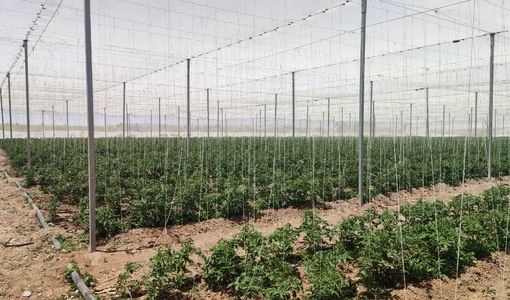 ظرفیت‌های کشاورزی دانش‌بنیان استان قزوین در معرض ارزیابی هیئت تجاری استان واسط عراق