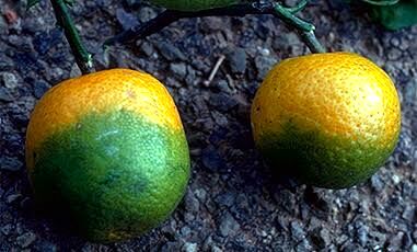 تلاش برای مبارزه با بیماری لکه سبز مرکبات "citrus greening"/ بیماری‌ای ویرانگر که باعث از دست رفتن میلیاردها دلار شده است