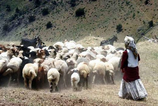 دام مازاد عشایر ایلام خرید تضمینی می‌شود