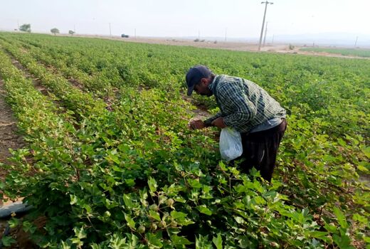 رها سازی 800 هزار زنبور براکون در مزارع زرین دشت