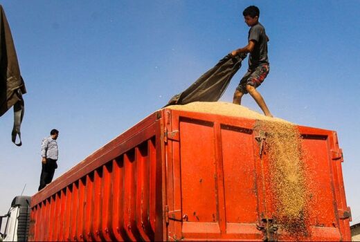 جمع آوری گندم های در معرض سیل در شمال فارس