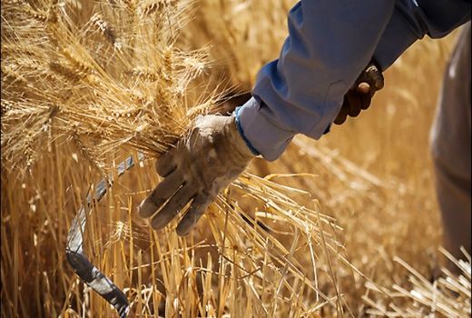 پیش بینی برداشت 7 هزارتن گندم در شهرستان اردل