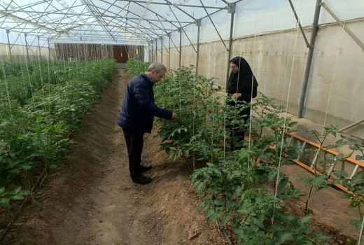 کاهش وابستگی به واردات با تولید بذر هیبریدی گیاهان گلخانه‌ای
