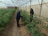کاهش وابستگی به واردات با تولید بذر هیبریدی گیاهان گلخانه‌ای