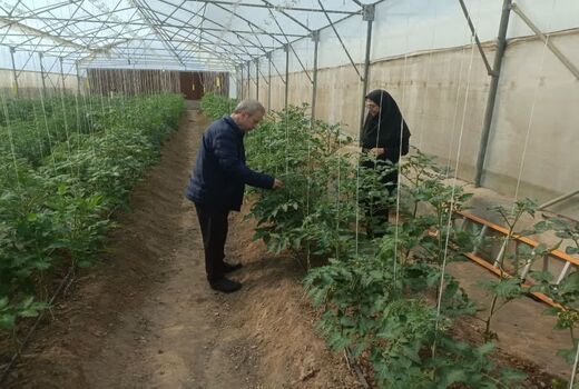 کاهش وابستگی به واردات با تولید بذر هیبریدی گیاهان گلخانه‌ای