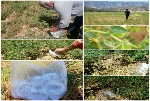 مبارزه بیولوژیکی علیه کرم پیله خوار نخود در شهرستان بدره