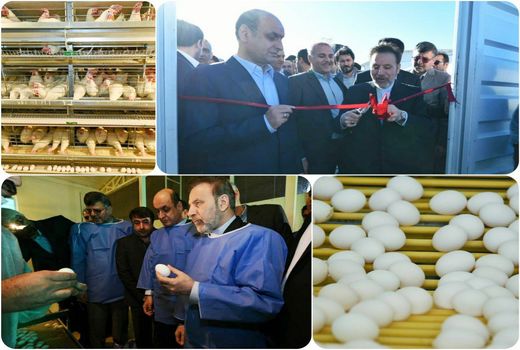 افتتاح فاز اول زنجیره تولید تخم مرغ شرکت کاسپین طلایی چیکا در گنبدکاووس