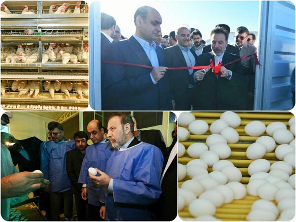 افتتاح فاز اول زنجیره تولید تخم مرغ شرکت کاسپین طلایی چیکا در گنبدکاووس