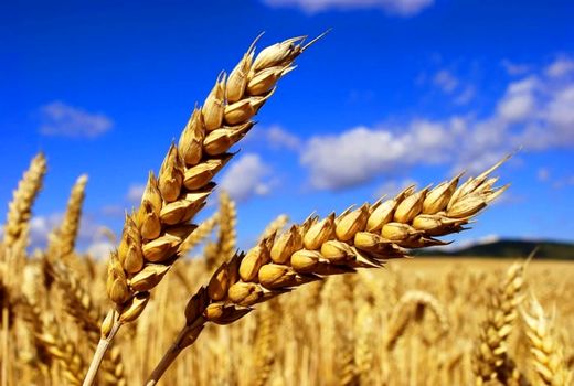 
دومین ماه برداشت گندم/ خرید تضمینی از یک میلیون تن گذشت