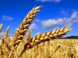 
دومین ماه برداشت گندم/ خرید تضمینی از یک میلیون تن گذشت