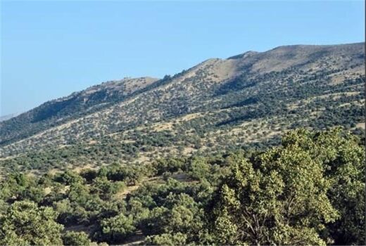 ایران می‌تواند تنش‌های جنگل‌های زاگرس را تعدیل کند