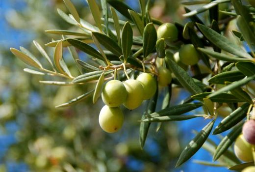 فرآیند تبدیل ضایعات زیتون به کود آلی در استان قزوین آغاز به کار کرد