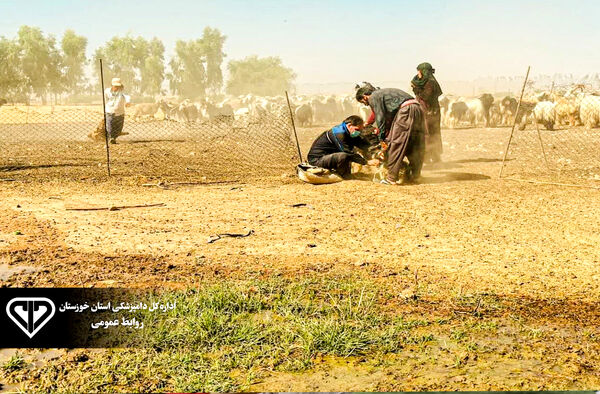ایمن سازی دام های گتوند علیه بیماری طاعون نشخوارکنندگان کوچک