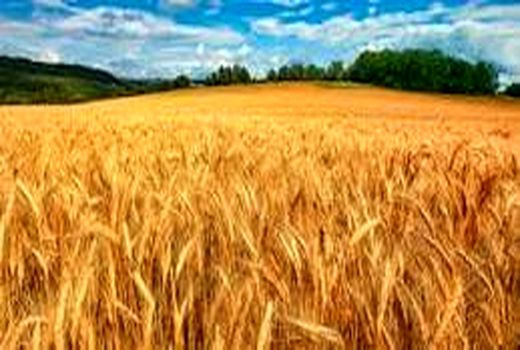 کشت پاییزه جو در ۳۴ هزار هکتار از اراضی خراسان شمالی