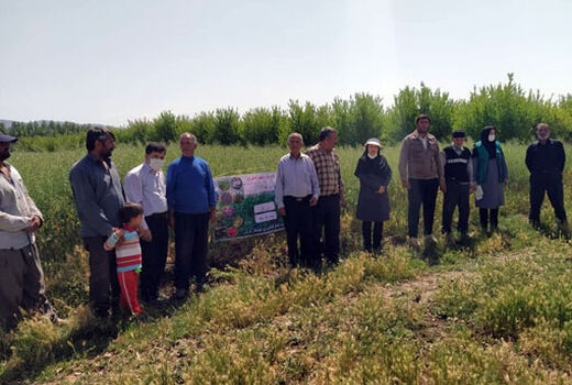 بازدید جمعی از بهره برداران منتخب بخش کشاورزی شهرستان هریس از مزرعه پنج هکتاری کلزا در شهر زرنق