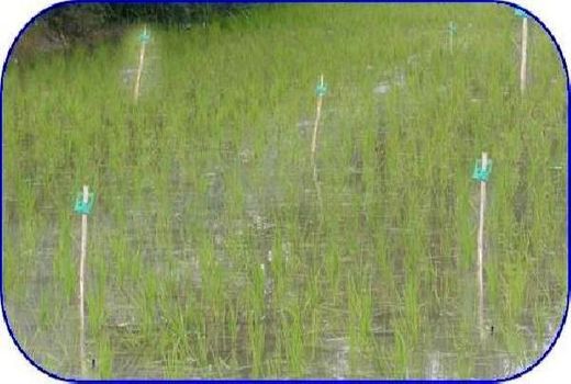 مبارزه بیولوژیک با ساقه خوار برنج در 3400 هکتار شالیزار بابل