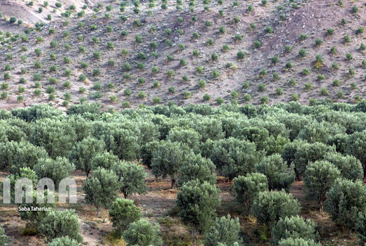 برنامه ریزی برای توسعه 4 هزار هکتاری باغات زیتون در سال جاری