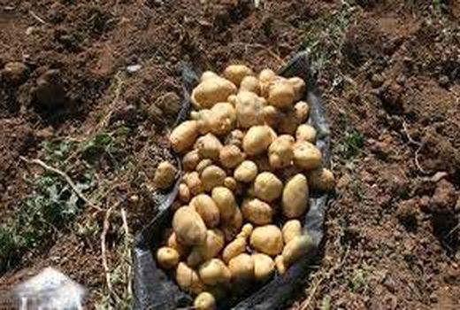 کشت سیب زمینی در 600هکتار از مزارع شهرستان ارزوئیه