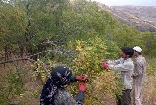 آغاز برداشت سماق در سطح بیش از 700 هکتار از باغات هوراند