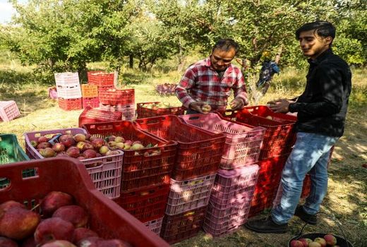 ۱۰۰ هزار تن سیب در مناطق عشایر نشین شهرستان سمیرم تولید شد