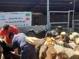 2هزار و 800خدمت رایگان با جهاد دامپزشکی در مناطق محروم شهرستان بیضا