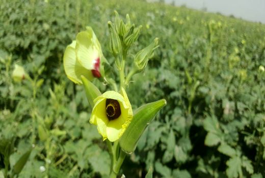 برداشت بامیه