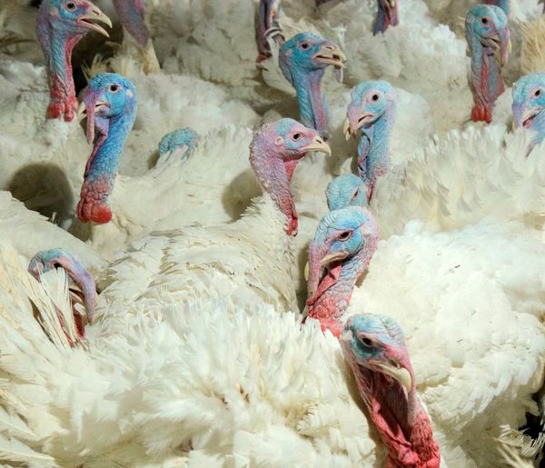 بهره‌برداری از فارم ۲ تنها زنجیره تولید گوشت بوقلمون کشور در زنجان