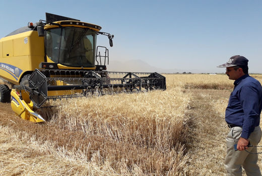 افزایش 60 درصدی خرید تضمینی گندم/ خرید کالاهای اساسی از مبادی داخلی و خارجی دو کفه ترازوی امنیت پایدار غذایی