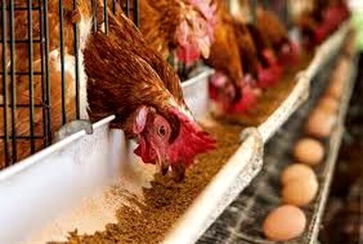 تامین نهاده مرغداران بوشهر از ذخایر استراتژیک/ رشد 12/83 درصدی جوجه‌ریزی