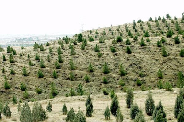 تمرکز طرح‌های جنگل کاری استان قزوین در الموت و طارم 