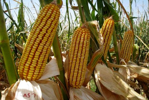 کیفیت و سلامت بذور ذرت به‌صورت مستمر کنترل و ارزیابی می‌شود