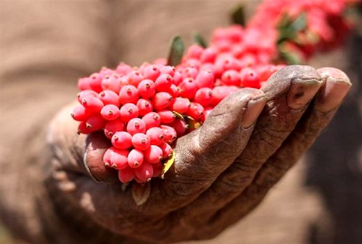 زرشک‌کاران خسارت دیده در فهرست مشاغل آسیب دیده از کرونا