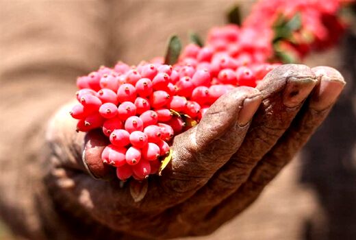 زرشک‌کاران خسارت دیده در فهرست مشاغل آسیب دیده از کرونا