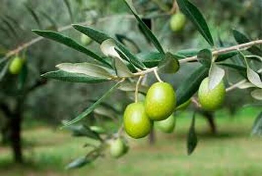 نشان جغرافیایی زیتون در زنجان آماده ثبت است