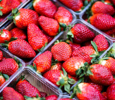 بیش از ۱۰ هزار تن محصول توت‌فرنگی در جنوب کرمان برداشت می‌شود