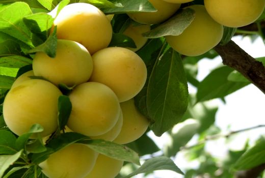 تولید ۱۰ هزار تن آلو از باغات بارور استان قزوین