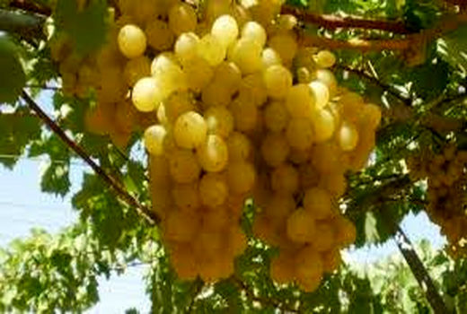 پیش بینی تولید 1100 تن انگور دیم در کازرون 