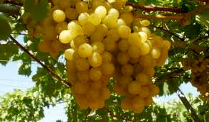 پیش بینی تولید 1100 تن انگور دیم در کازرون 