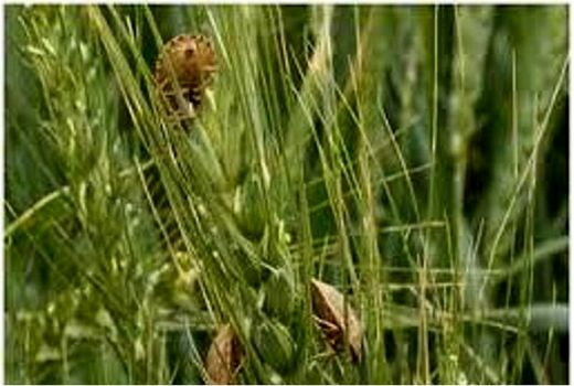 مبارزه با آفت سن گندم درسطح 4200 هکتار از مزارع گندم شهرستان  ورزقان