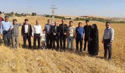 برداشت گلرنگ از ۲۱۰ هکتار اراضی کشاورزی بستان‌آباد؛ حفظ رتبه نخست استان برای دومین سال متوالی