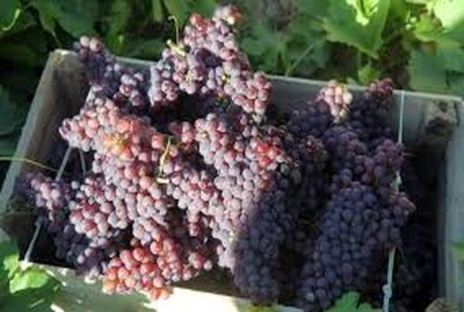 انگور یاقوتی نوبرانه ی باغات مهر