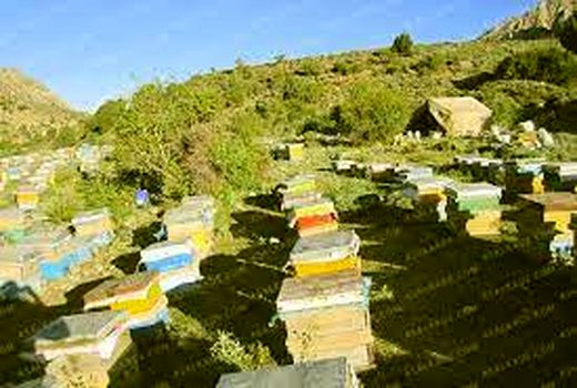 میانگین تولید عسل در خراسان شمالی نسبت به کشور حدود ۲ کیلوگرم بیشتر است