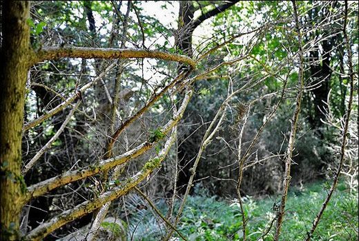 راهکارهای مهار آفت شب پره شمشادهای شمال بررسی شد