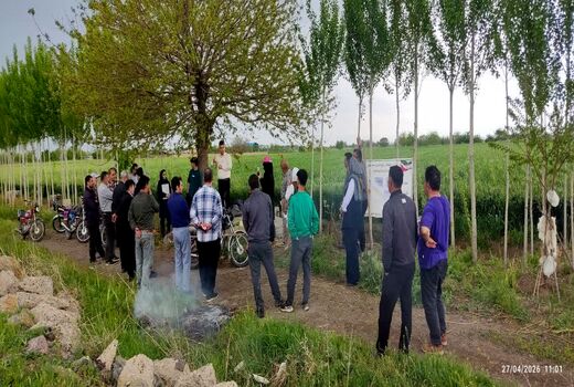 کاهش خسارت سن گندم با راهکارهای علمی؛ گامی نو در تولید گندم سالم در شهرستان البرز